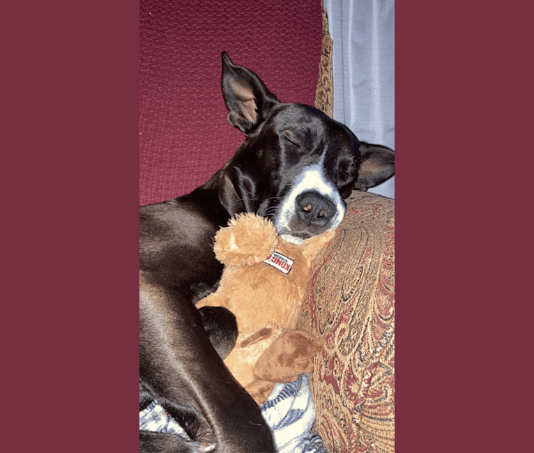 Photo of Oakley, a Great Dane, German Shepherd Dog, American Pit Bull Terrier, Labrador Retriever, and Treeing Walker Coonhound mix in Minnesota, USA