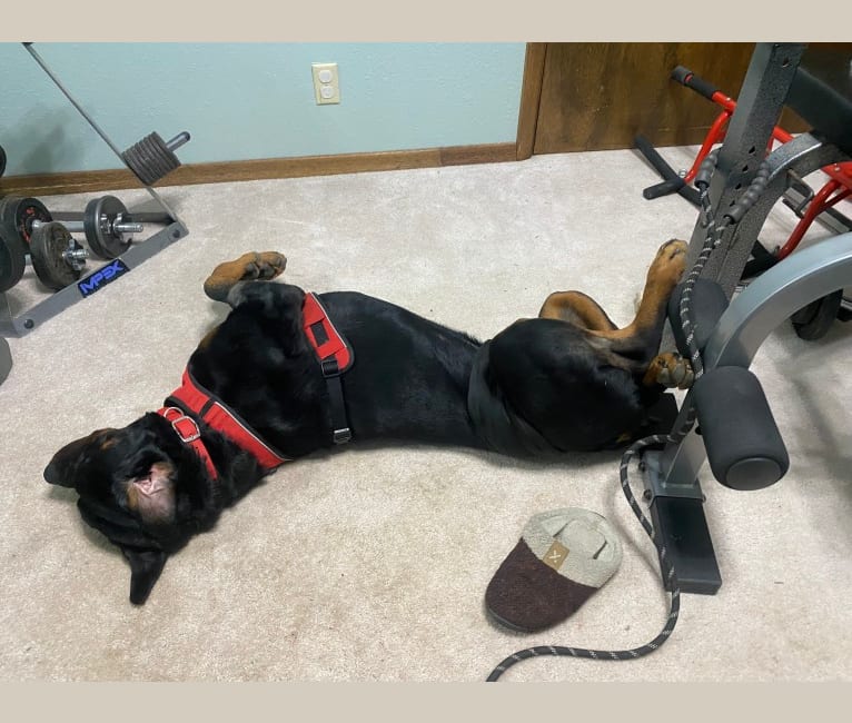 Moose, a Rottweiler tested with EmbarkVet.com