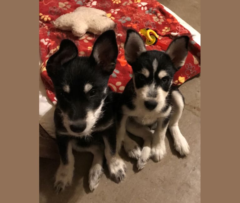Schnauzer husky mix puppies best sale