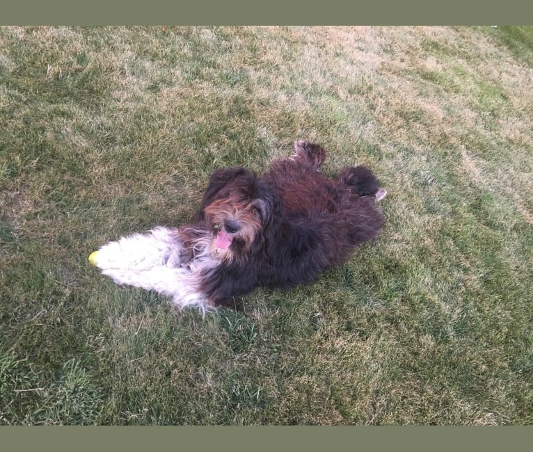 Bernie, a Basset Hound and Chow Chow mix tested with EmbarkVet.com