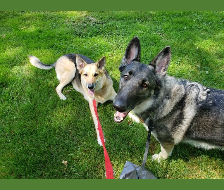 Balto, a German Shepherd Dog tested with EmbarkVet.com