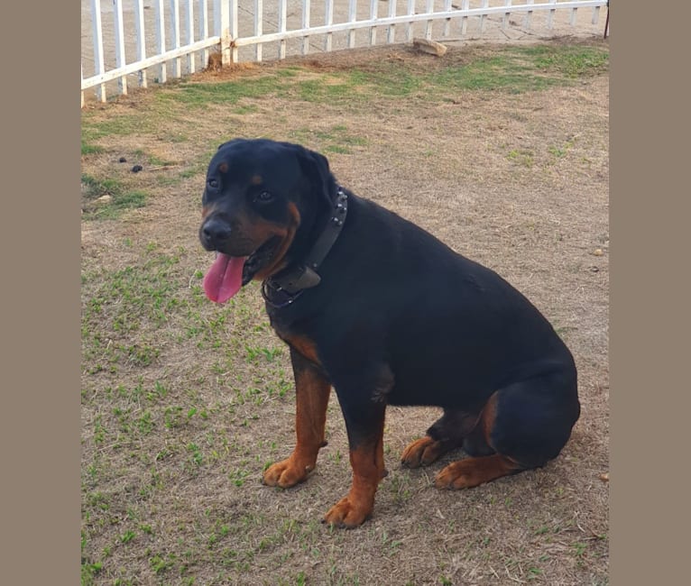 Sky, a Rottweiler tested with EmbarkVet.com