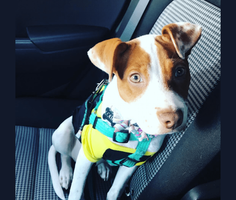 Photo of Lolita, an American Pit Bull Terrier, Australian Cattle Dog, Boxer, Poodle (Small), and Chihuahua mix in Texas, USA