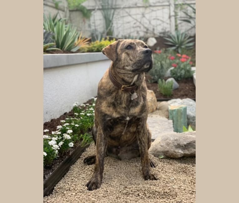 Embark Dog DNA Test Breed