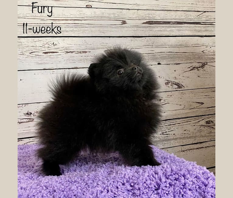 Fury, a Pomeranian tested with EmbarkVet.com