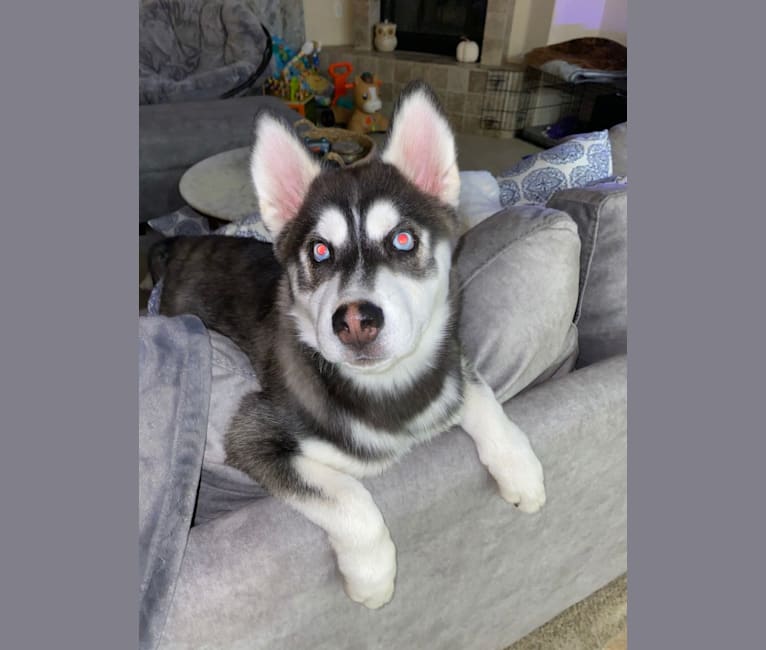 Shasta, a Siberian Husky tested with EmbarkVet.com