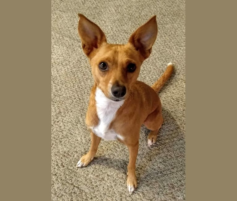 pomeranian bull terrier mix