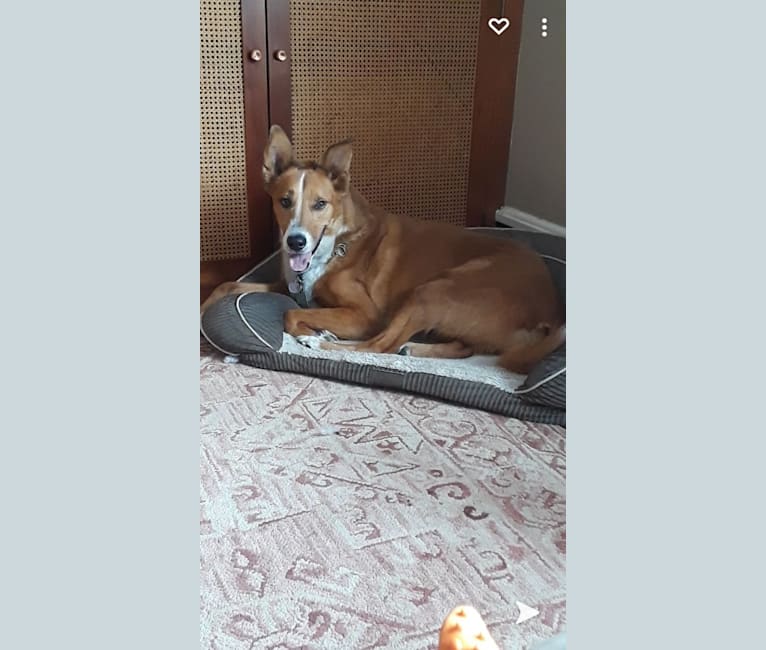 Cooper, a Collie and Chow Chow mix tested with EmbarkVet.com