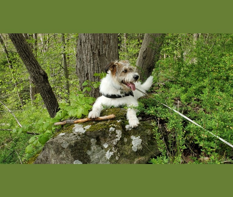 Aleksei Lundgårdh, an Eastern European Village Dog tested with EmbarkVet.com