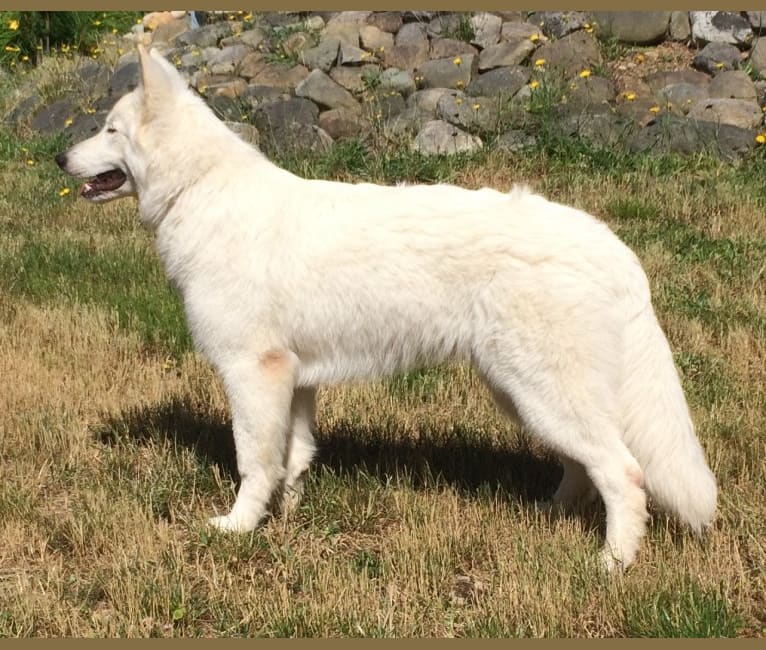 Bela, a White Shepherd tested with EmbarkVet.com