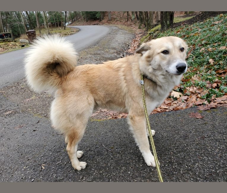 Nelson, an Arabian Village Dog tested with EmbarkVet.com