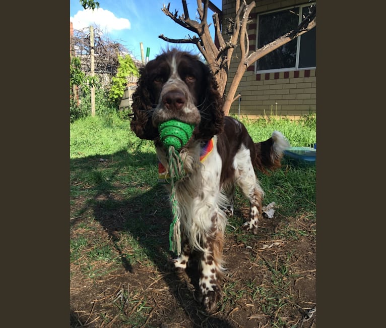 Tick Tock (Thyme), an English Springer Spaniel tested with EmbarkVet.com