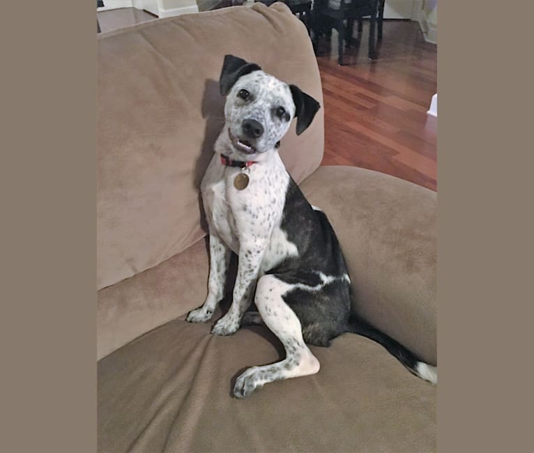 Photo of Hayes, a Boston Terrier, American Pit Bull Terrier, and Australian Cattle Dog mix