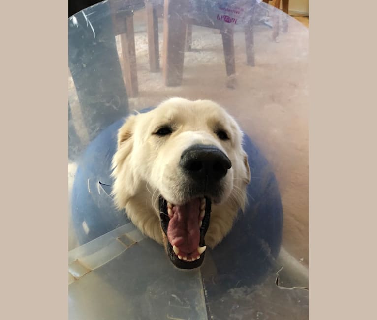 Tommy, a Maremma Sheepdog tested with EmbarkVet.com