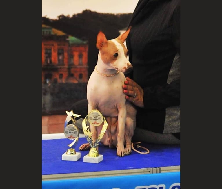 Photo of Vega, an American Hairless Terrier  in Ukraine