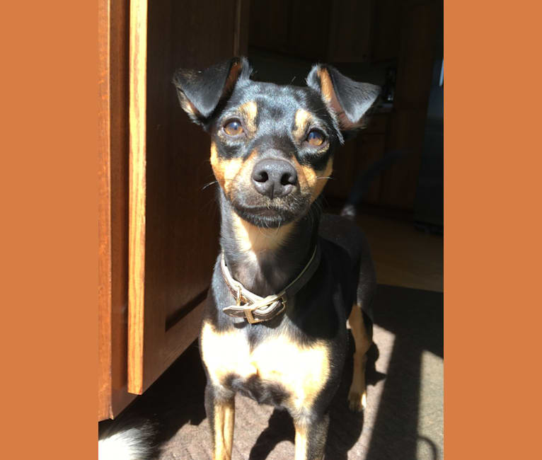 Photo of Marta, a Miniature Pinscher, American Pit Bull Terrier, Russell-type Terrier, and Mixed mix in Pine Ridge, South Dakota, USA
