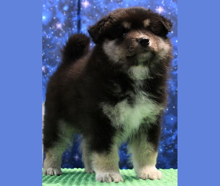 Kuje, a Finnish Lapphund tested with EmbarkVet.com