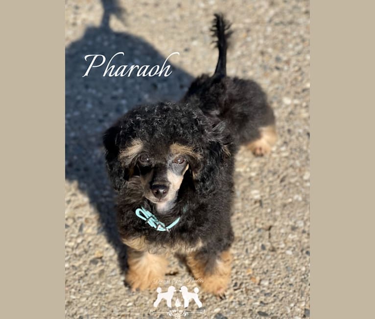 Pharaoh, a Poodle (Small) tested with EmbarkVet.com