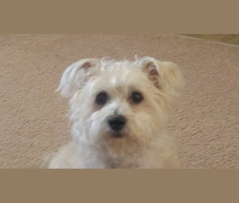 bichon frisé west highland white terrier