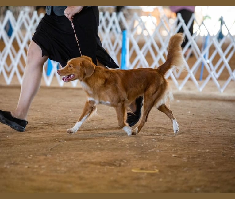 Poppy, a Nova Scotia Duck Tolling Retriever tested with EmbarkVet.com