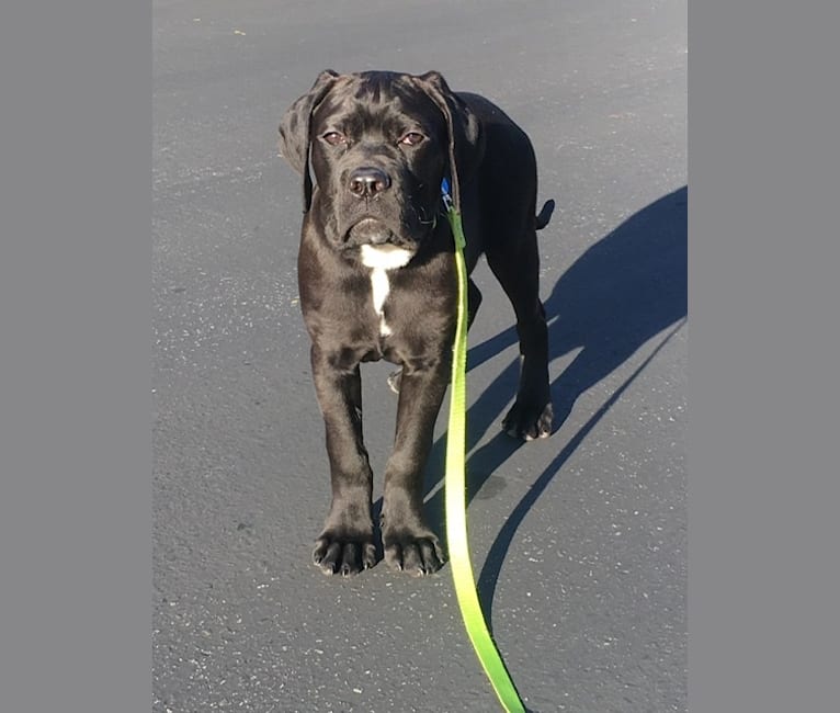 Embark Dog Dna Test Breed