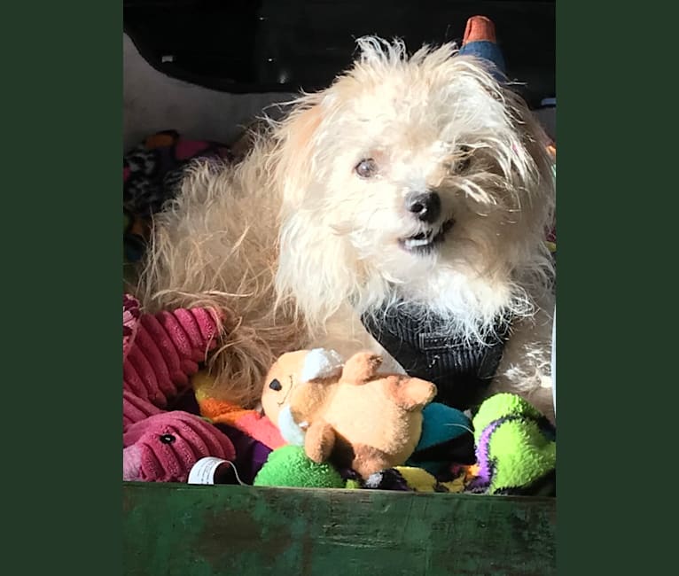 Charlie, a Chihuahua and Poodle (Small) mix tested with EmbarkVet.com