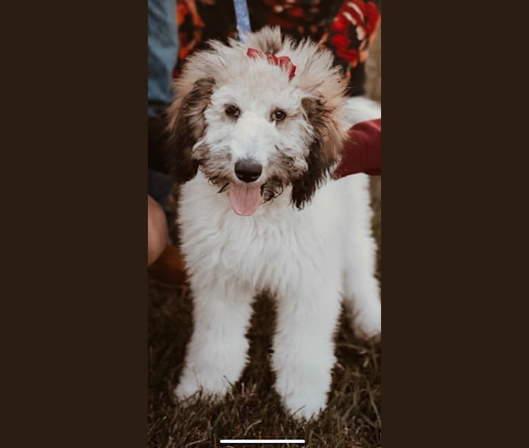 Dolly Fitzsimmons, a Sheepadoodle tested with EmbarkVet.com