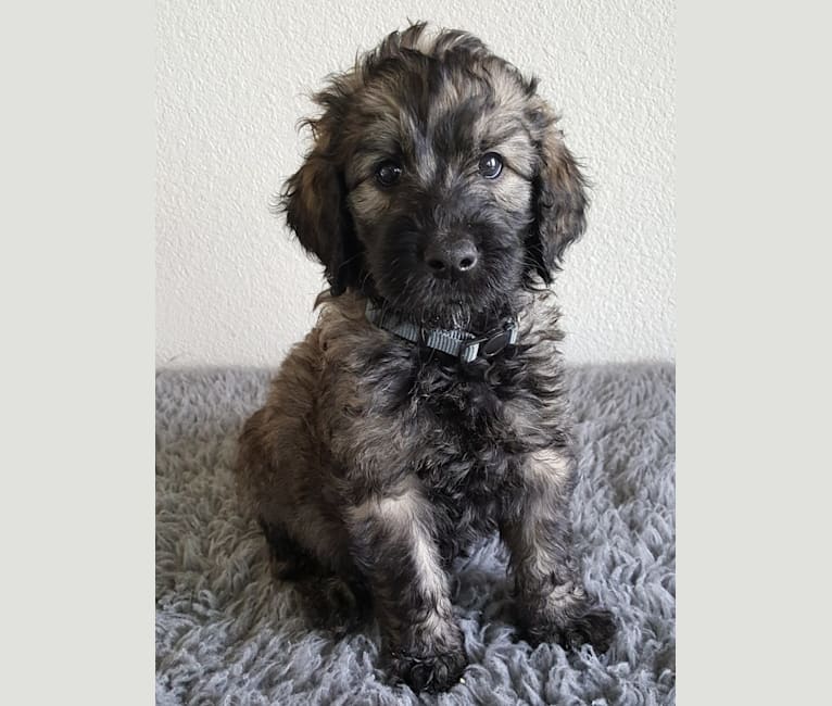 Bear Lake Bearded Retriever's Timber, a Goldendoodle tested with EmbarkVet.com