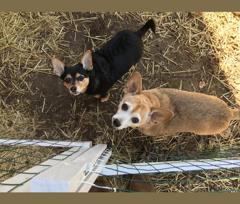 Ruby, a Miniature Pinscher and Chihuahua mix tested with EmbarkVet.com