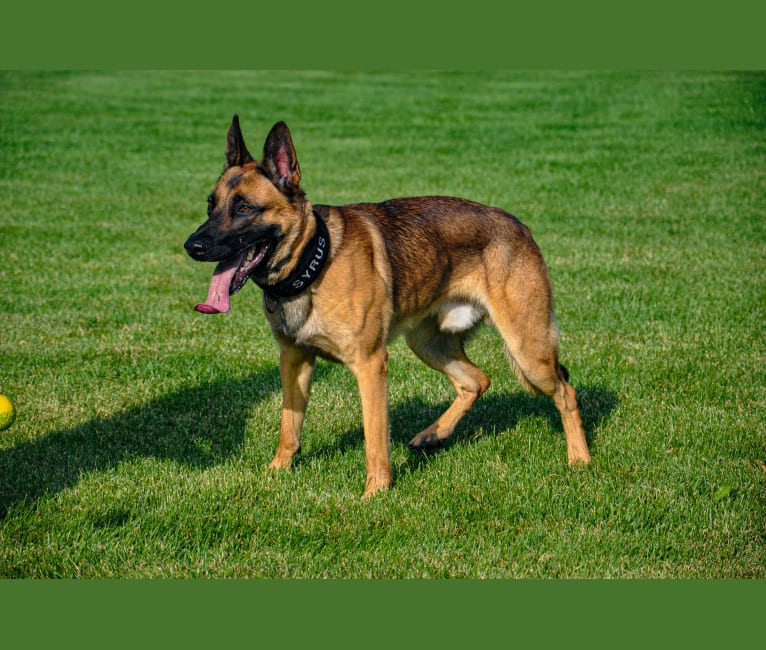 Embark Dog Dna Test Breed
