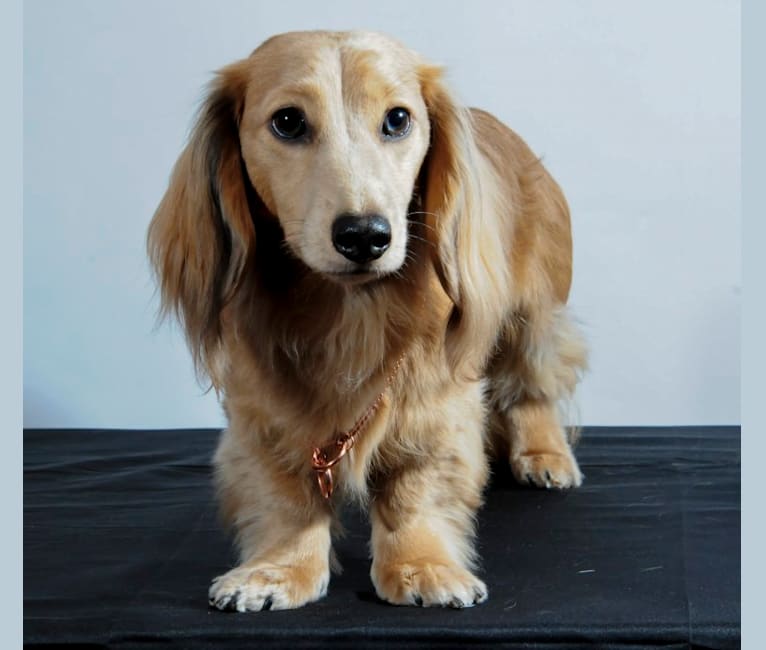 Diddy, a Dachshund tested with EmbarkVet.com