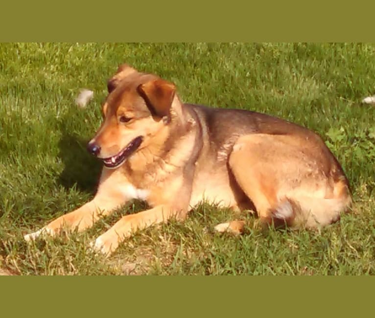 Photo of Bo, an Australian Cattle Dog, Border Collie, Alaskan Malamute, German Shepherd Dog, and Mixed mix in Yakima, Washington, USA