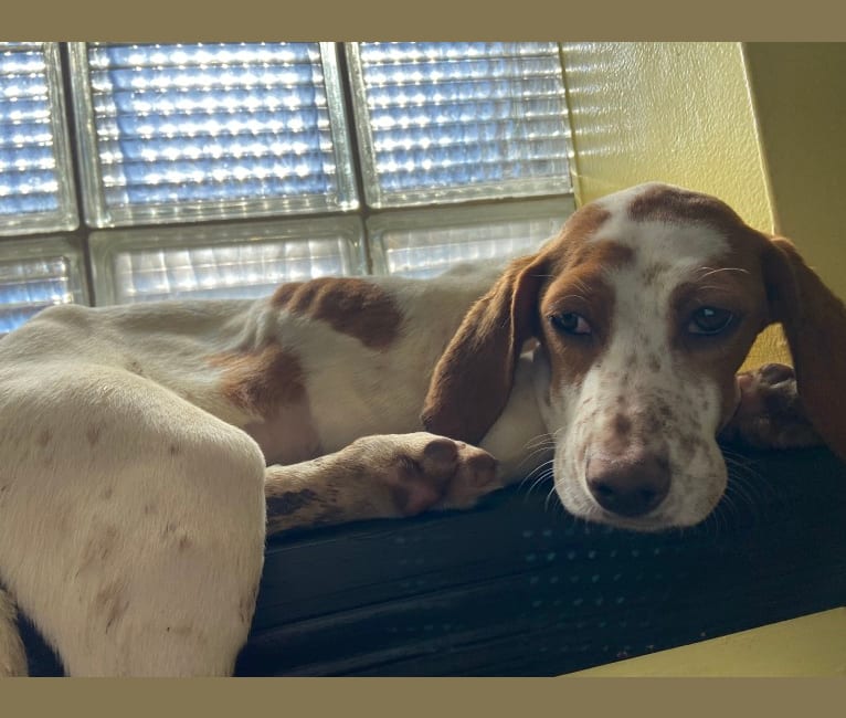 Texie, a Pointer and Llewellin Setter mix tested with EmbarkVet.com