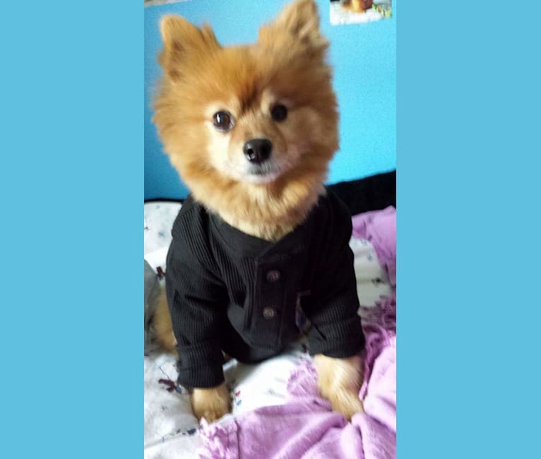 Zeke, a Pomeranian tested with EmbarkVet.com