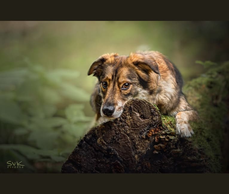 Photo of Flóki, an Eastern European Village Dog  in Russia