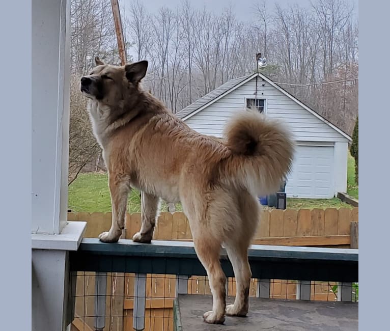 Nelson, an Arabian Village Dog tested with EmbarkVet.com