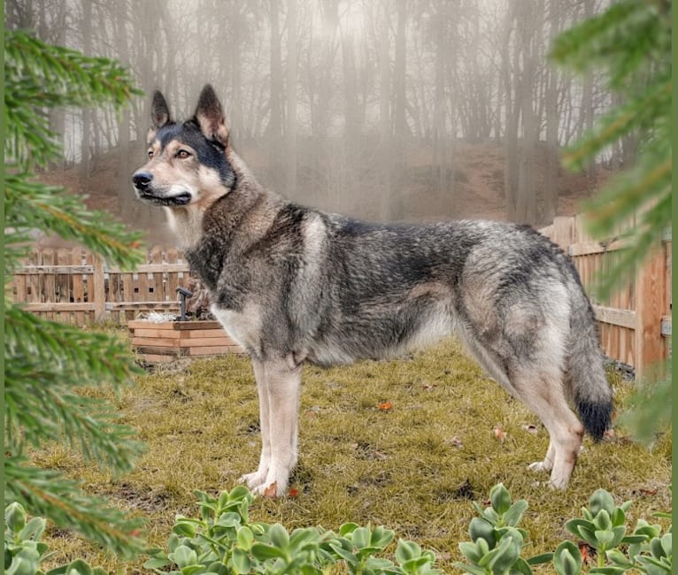 Photo of Tammy, a Siberian Husky, German Shepherd Dog, Alaskan Malamute, and Czechoslovakian Vlcak mix in Kelkheim (Taunus), Deutschland