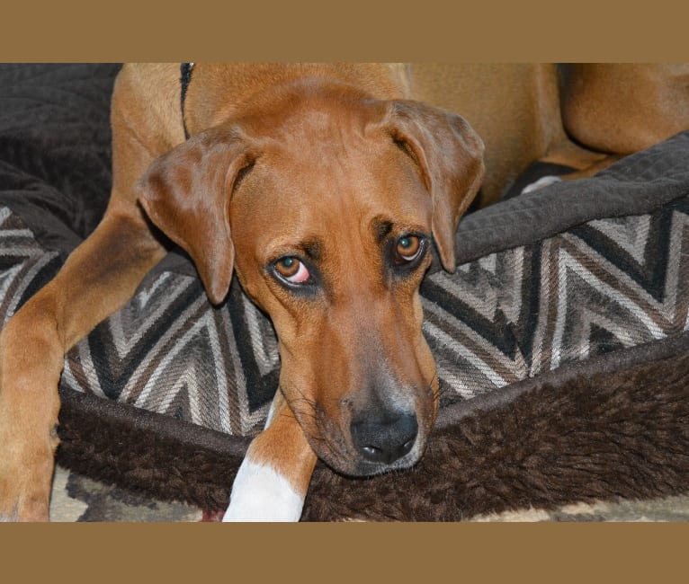 Lexi, a Doberman Pinscher and Boxer mix tested with EmbarkVet.com