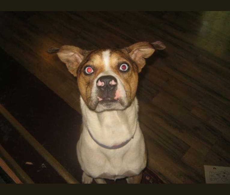 Thor, a Boston Terrier and Siberian Husky mix tested with EmbarkVet.com