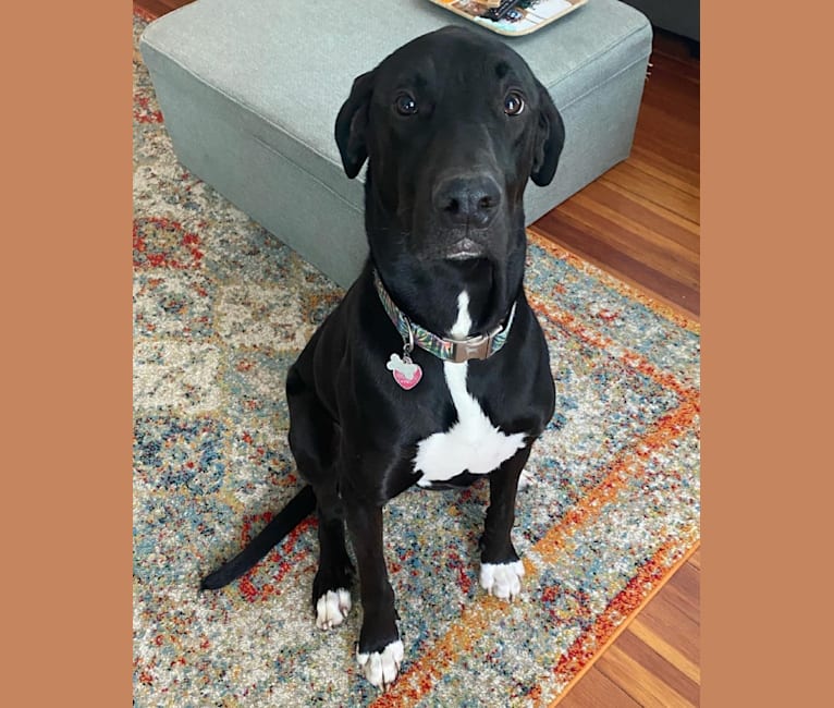 Beau, a Catahoula Leopard Dog and Great Dane mix tested with EmbarkVet.com