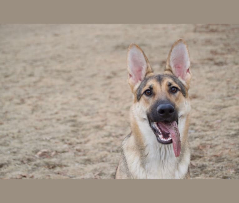 Sloan, a German Shepherd Dog tested with EmbarkVet.com