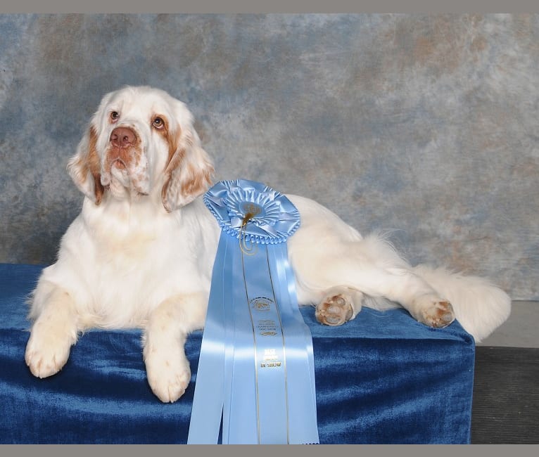 Photo of Joey, a Clumber Spaniel  in Spruce Grove, AB, Canada