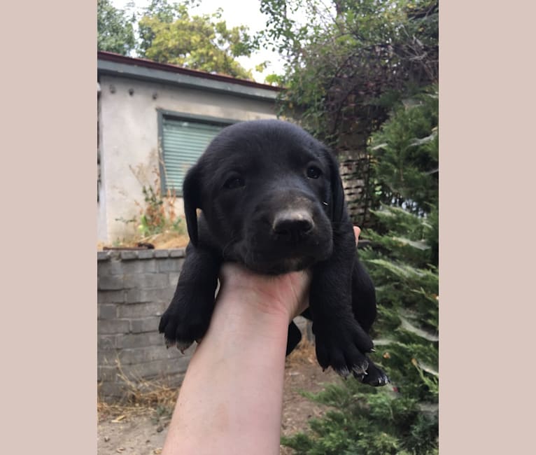 Bloodhound border top collie mix
