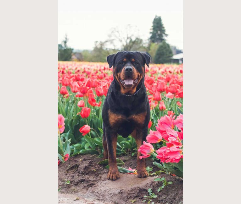 Burkhardt, a Rottweiler tested with EmbarkVet.com