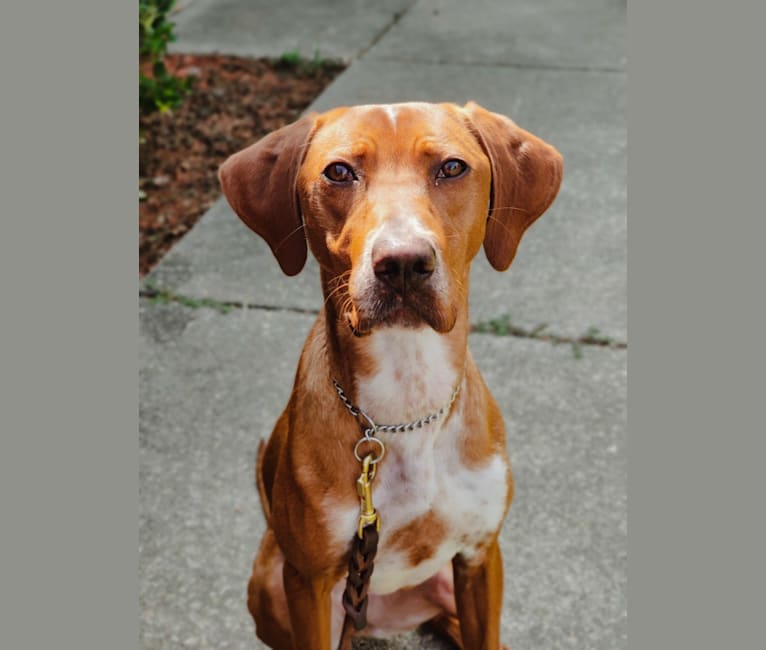 Photo of Tula, a Pointer and Llewellin Setter mix in Alabama, USA
