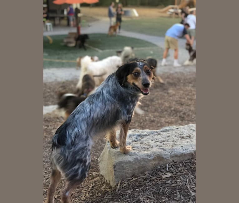 Photo of Banjo, an Australian Cattle Dog, Cocker Spaniel, Beagle, Russell-type Terrier, and Mixed mix in Lamar, AR, USA