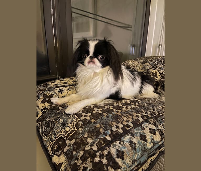 Daisy, a Japanese Chin tested with EmbarkVet.com