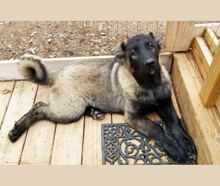 Embark Dog DNA Test Breed