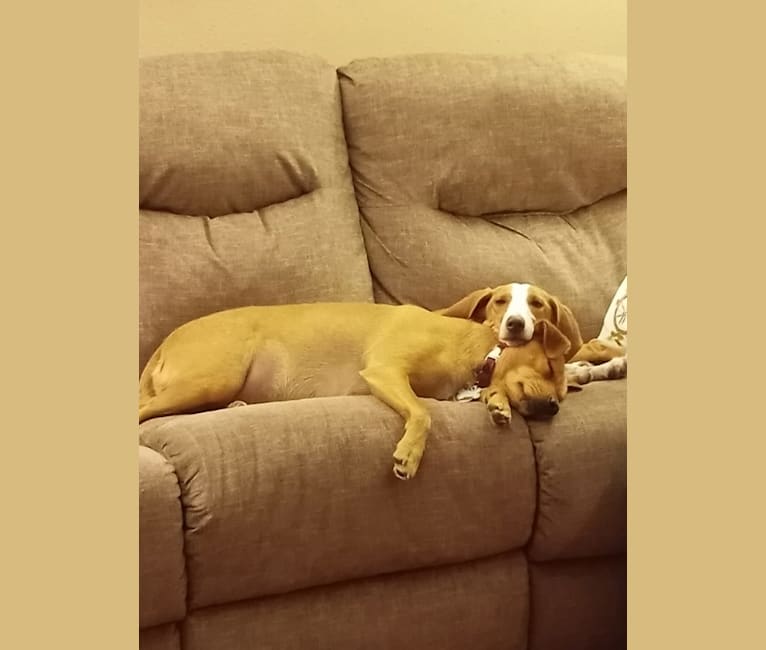 Photo of Winnie, a Basset Hound and Mountain Cur mix in Lexington, Kentucky, USA