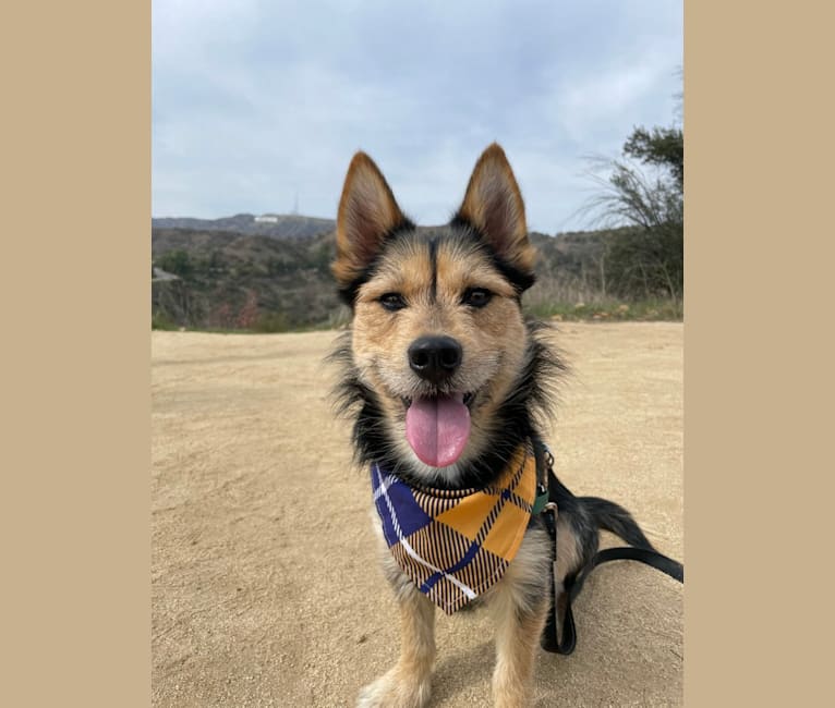 Yorkshire husky mix discount